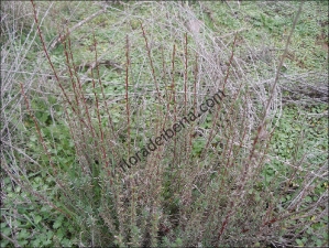 thumbs Bassia prostrata4 Bassia prostrata (Barrilla terrera, barrillo sisallo)